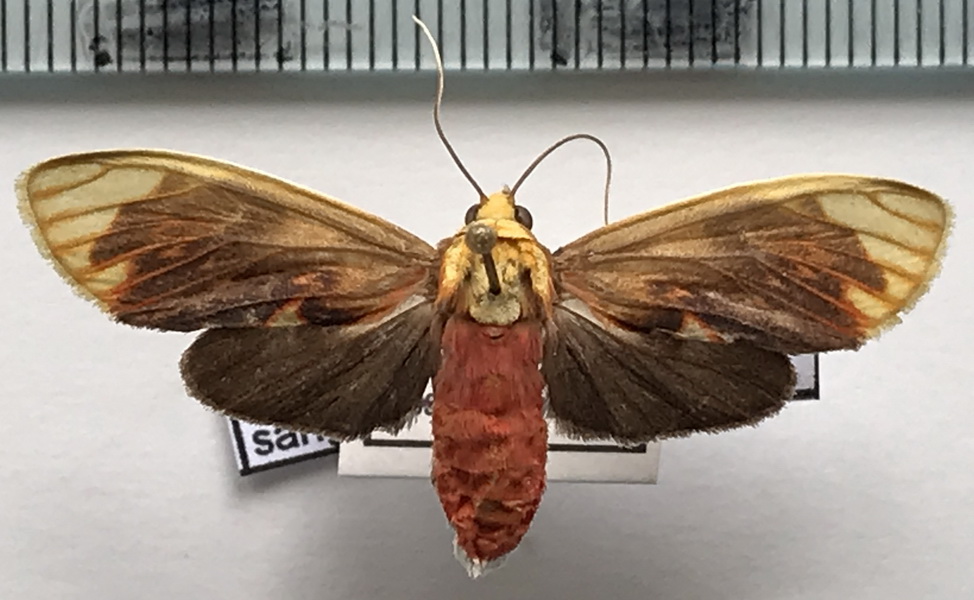  Scaptius chrysopera  femelle  (Schaus, 1905)