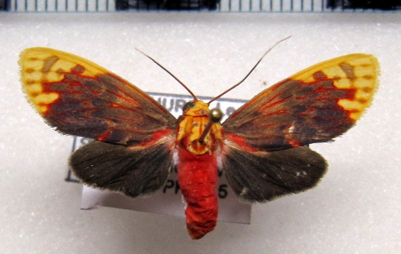   Scaptius chrysopera  femelle  (Schaus, 1905)