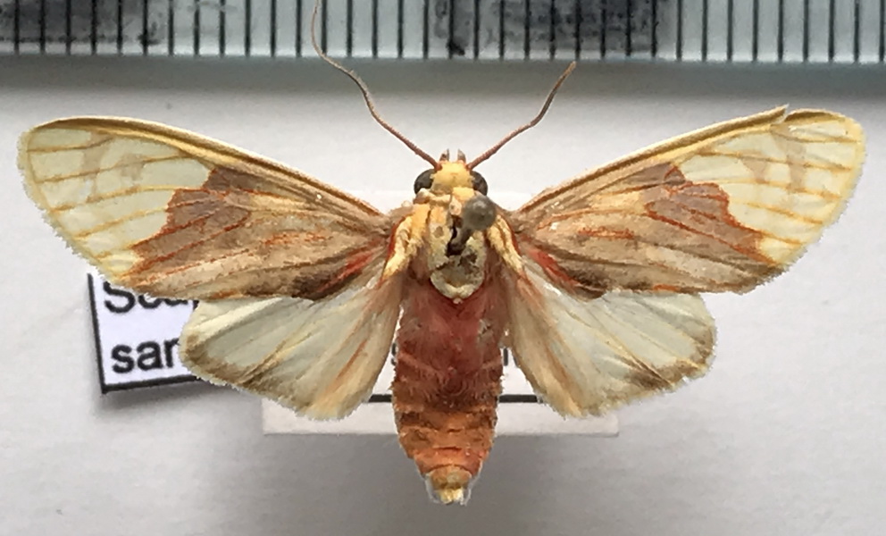  Scaptius chrysopera  mâle (Schaus, 1905)