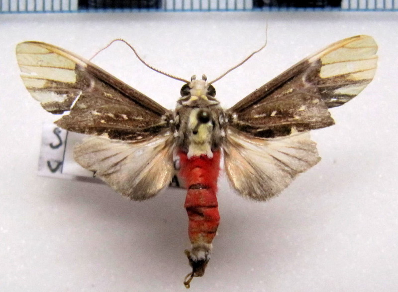 Scaptius vinasia  mâle   (Schaus, 1910)
