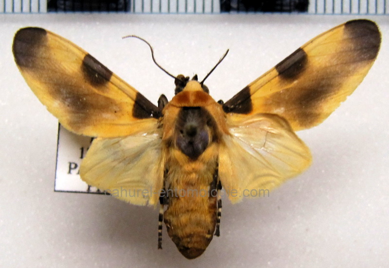 Sutonocrea duplicata   mâle       (Gaede, 1928)                         