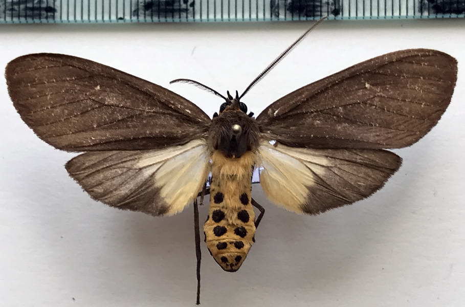  Sychesia dryas femelle    Cramer, 1775