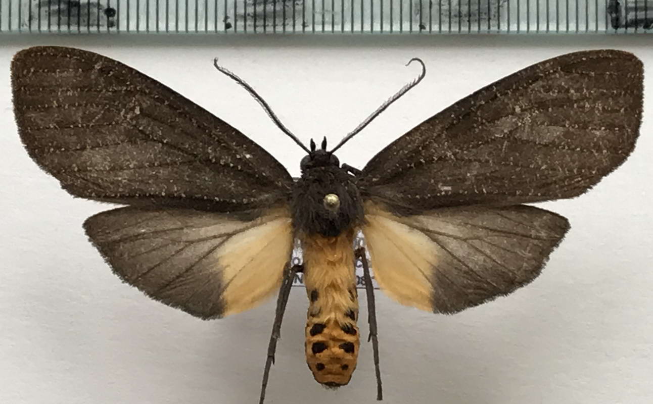  Sychesia dryas mâle   Cramer, 1775