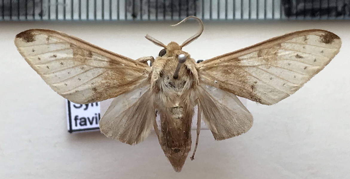  Symphlebia favillacea mâle (Rothschild, 1909) 
