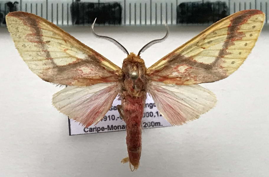  Symphlebia ipsea mâle    (Druce, 1884)