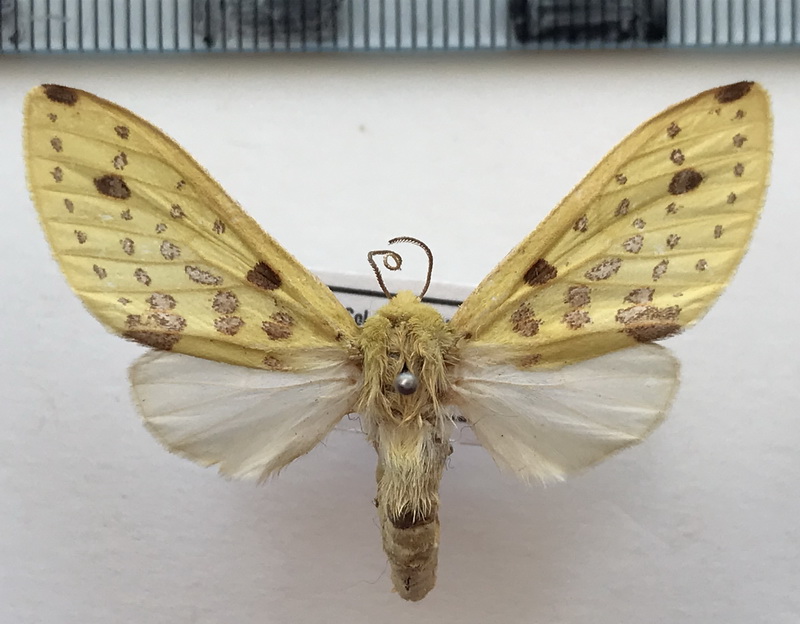  Symphlebia meridionalis femelle Schaus, 1905