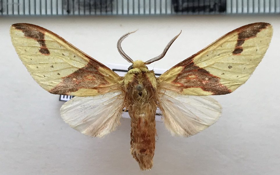  Symphlebia meridionalis mâle Schaus, 1905