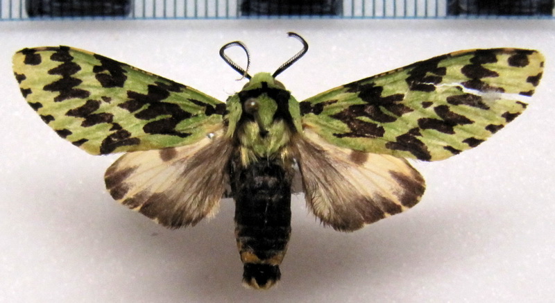 Symphlebia muscosa   mâle Schaus, 1910                               