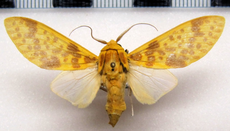  Symphlebia neja   mâle Schaus, 1905                              