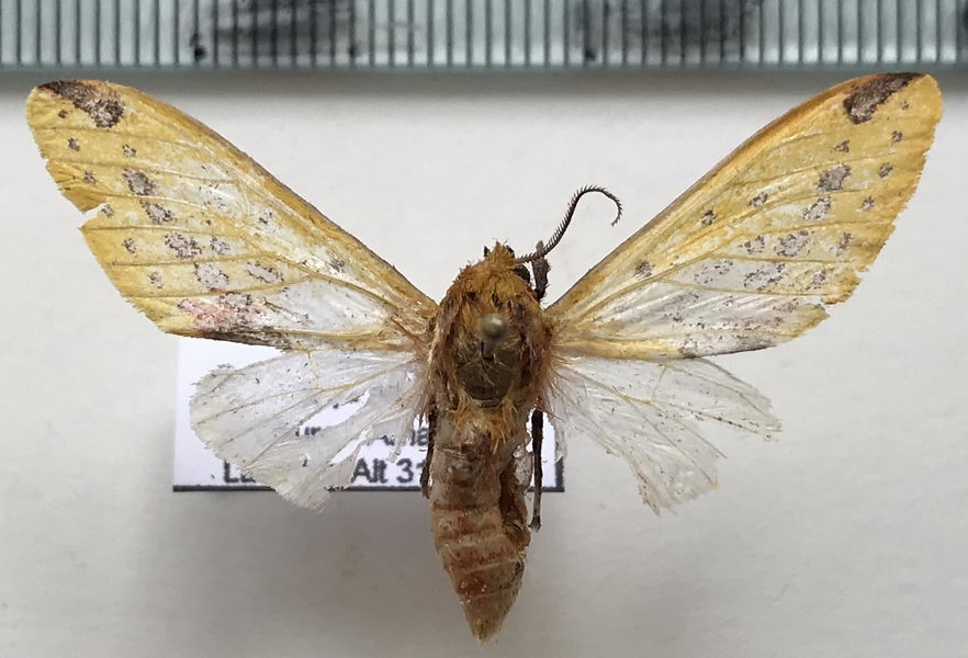  Symphlebia obliquefasciatus mâle   Reich, 1935