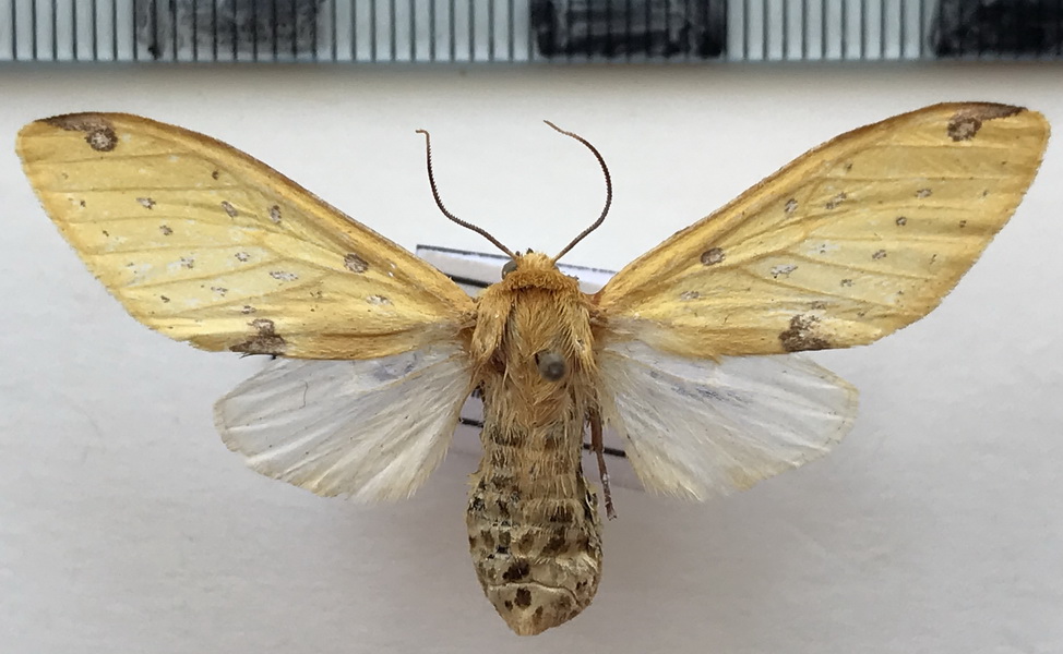  Symphlebia suanus femelle (Druce, 1902)