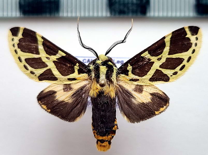   Symphlebia tesselata  mâle  Schaus, 1910                             