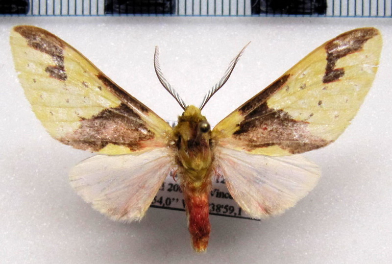   Symphlebia tetrodonta  mâle    Dognin, 1911                          