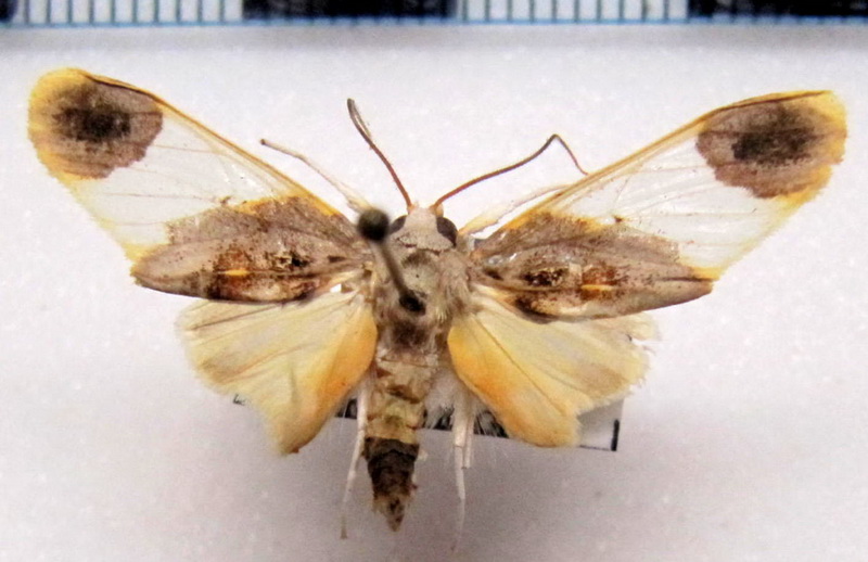  Thyromolis pythia   male Druce, 1900