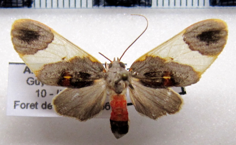  Thyromolis pythia   femelle  Druce, 1900                              