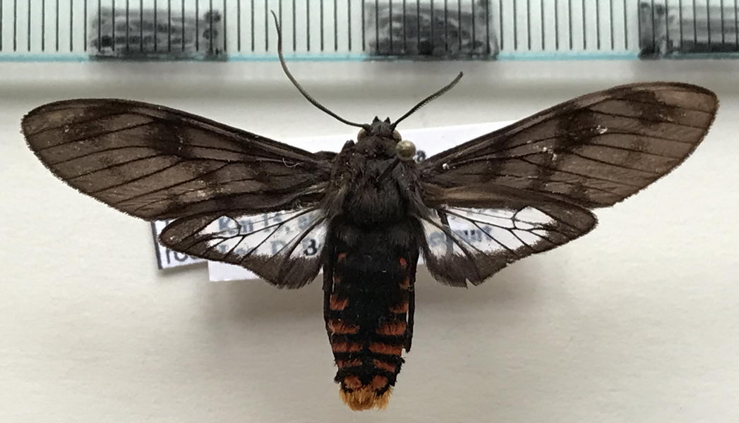  Thysanoprymna roseocincta  mâle (Seitz, 1920)