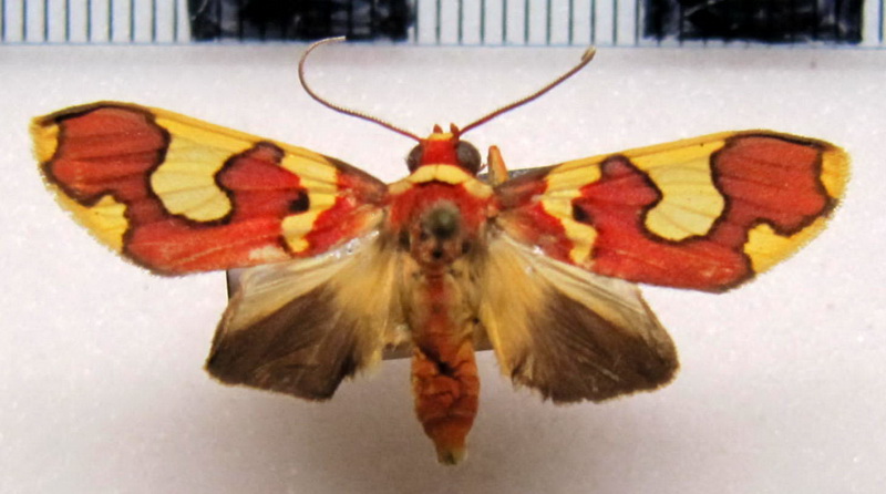 Trichromia coccineata  male Rothschild, 1935                               