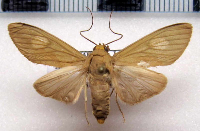    Trichromia leucoplaga   femelle   Hampson, 1905                            