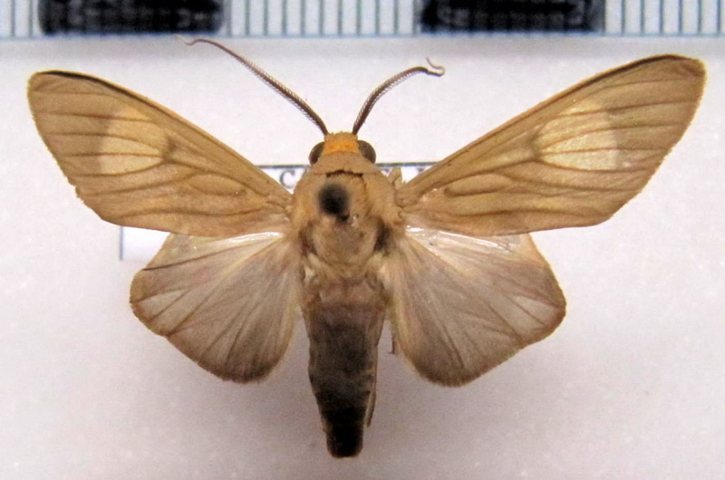    Trichromia leucoplaga   male  Hampson, 1905                            