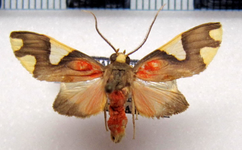  Trichromia quadricolor  male Toulgët, 1982