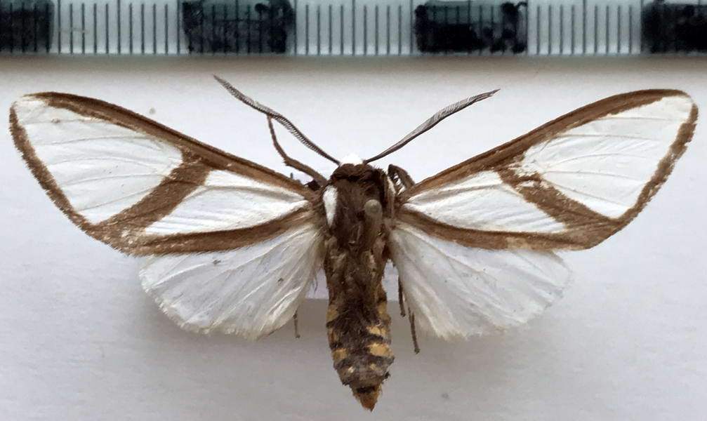  Turuptiana affinis mâle  Rothschild, 1909