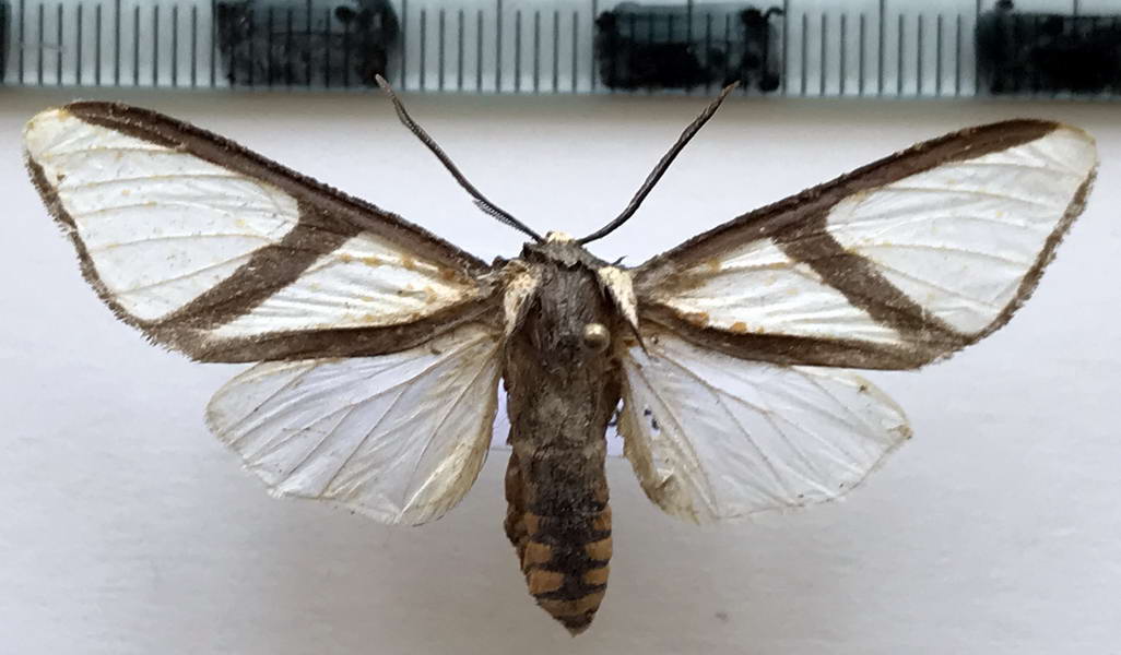 Turuptiana affinis mâle  Rothschild, 1909 