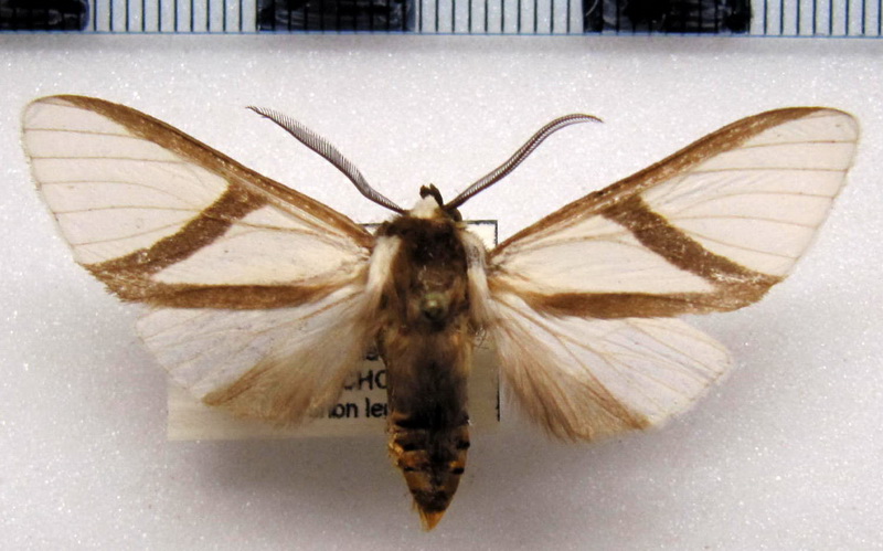  Turuptiana obliqua   mâle Walker, 1869                            