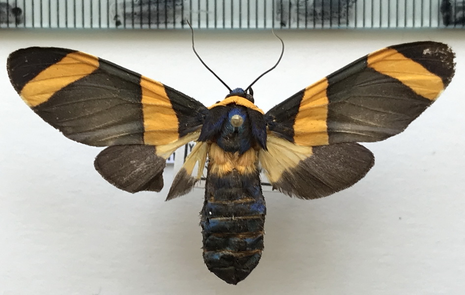   Viviennea griseonitens femelle    (Rothschild, 1909)