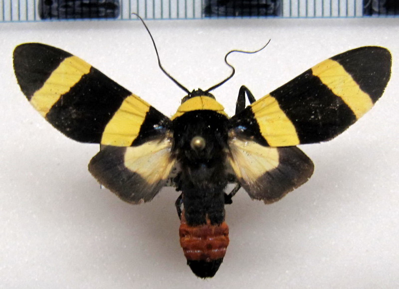  Viviennea moma   male Schaus, 1905