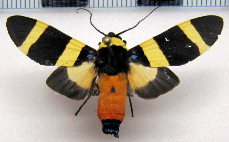 Viviennea tegyra   mâle   (Druce, 1896)