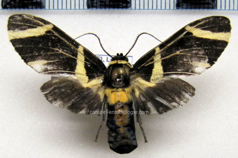  Viviennea zonana  femelle  Schaus, 1905                              