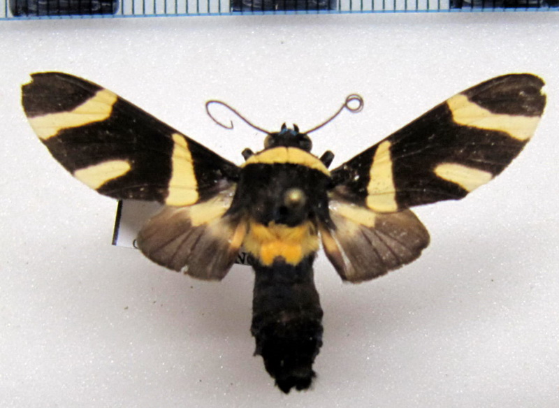  Viviennea zonana   mâle Schaus, 1905