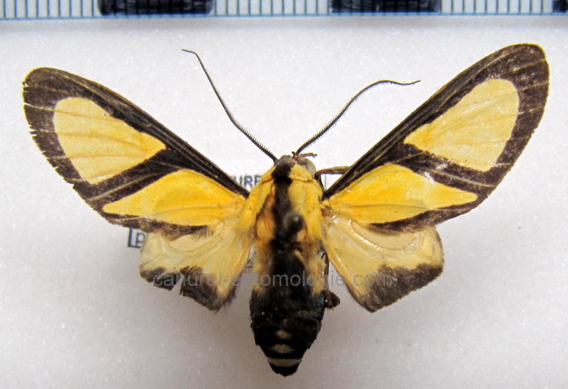 Xanthoarctia pseudameoides  mâle Rothschild, 1909 