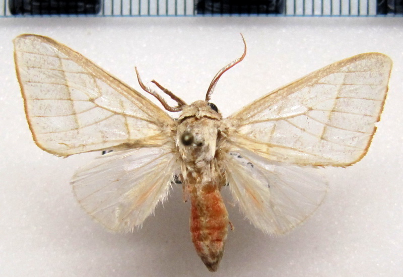   Zatrephes albescens  male  Rothschild, 1909                             