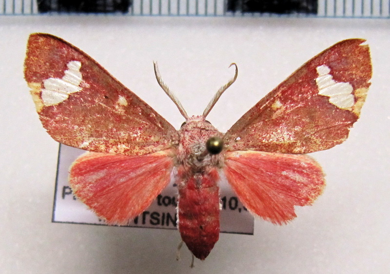 Zatrephes flavipuncta male Rothschild, 1909                              