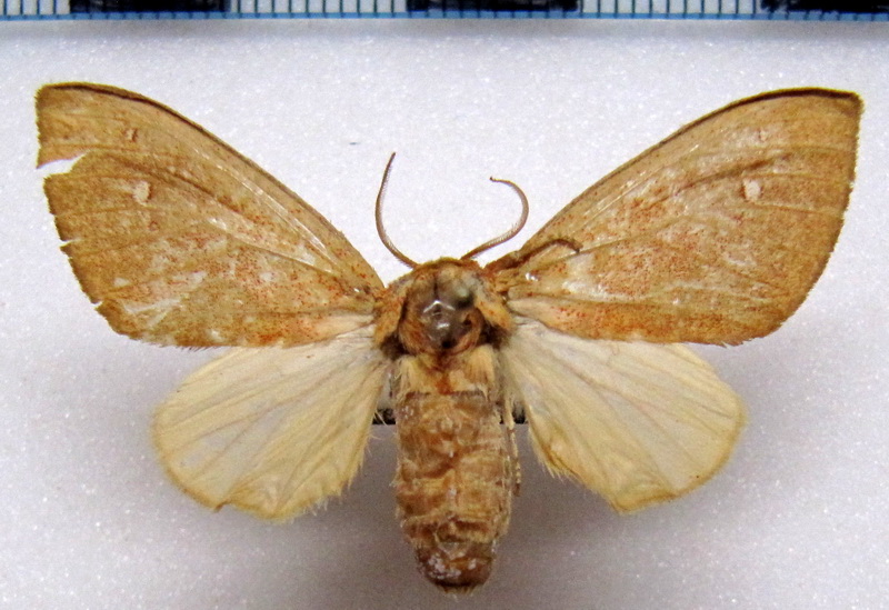   Zatrephes longitinosus femelle Rothschild, 1917                             