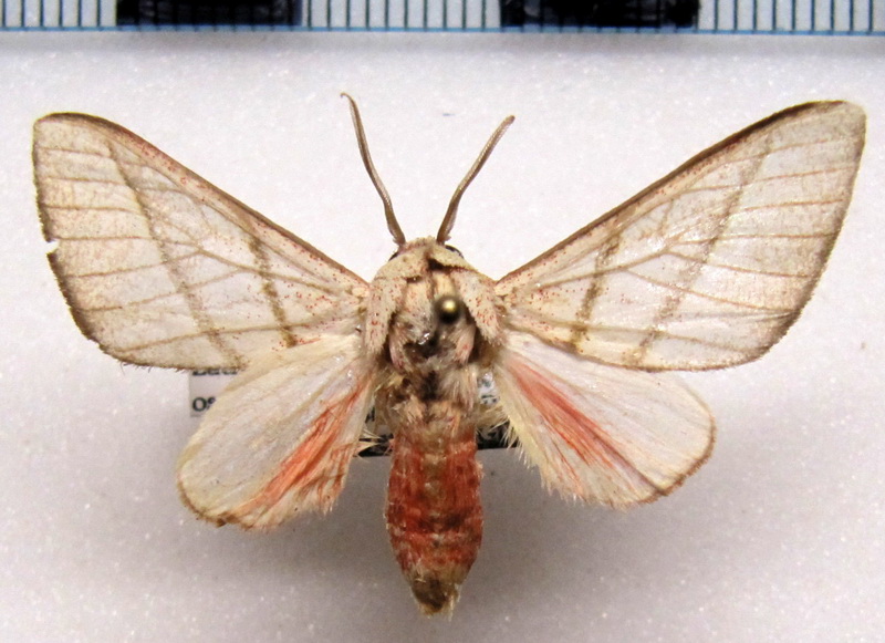  Zatrephes ossea   male Schaus, 1905                              