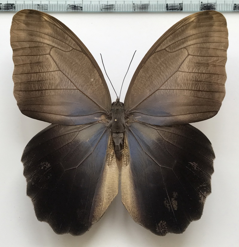  Caligo eurilochus livius mâle  Staudinger, [1886] 