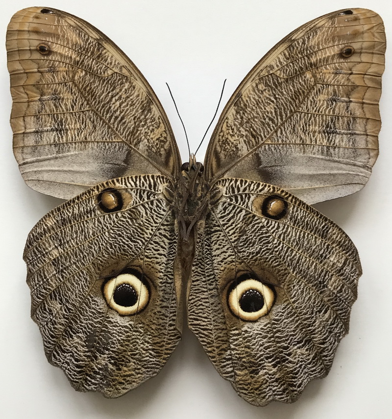  Caligo eurilochus livius mâle  Staudinger, [1886] 