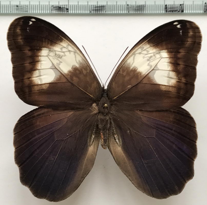  Caligo martia mâle   (Godart, [1824])