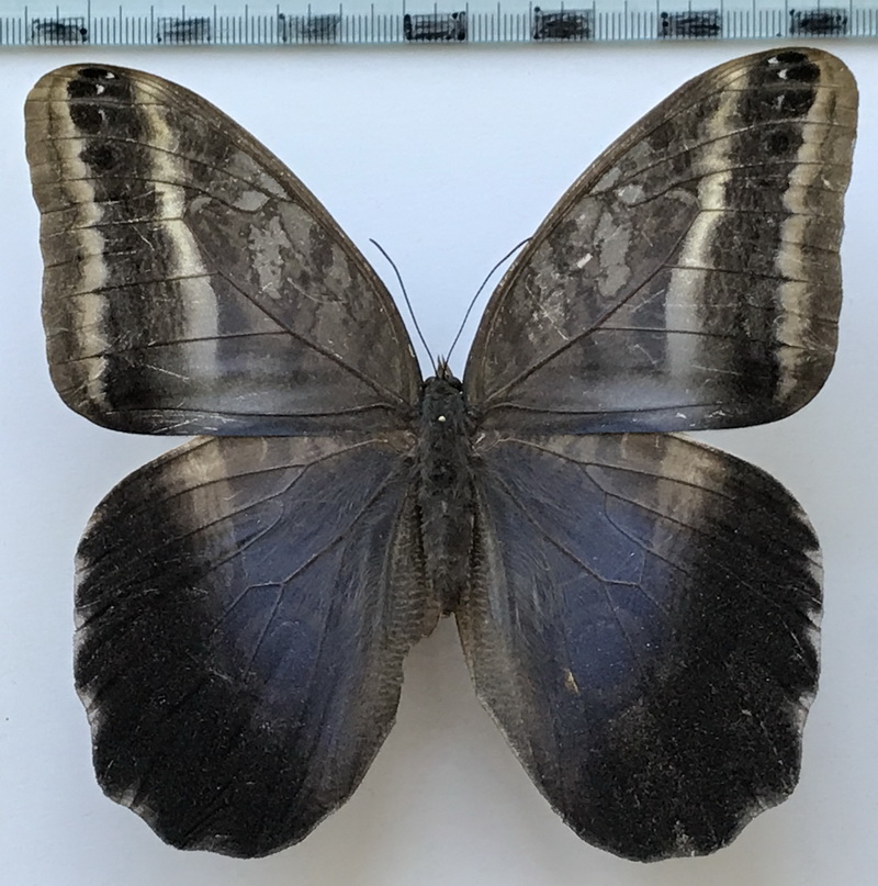  Caligo oileus umbratilis mâle   Stichel, 1903