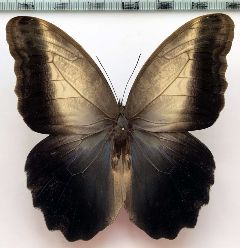   Caligo prometheus atlas mâle   Röber, 1904 