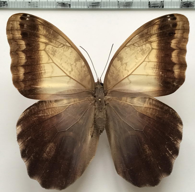  Caligo telamonius memnon mâle  (C. Felder & R. Felder, 1867) 