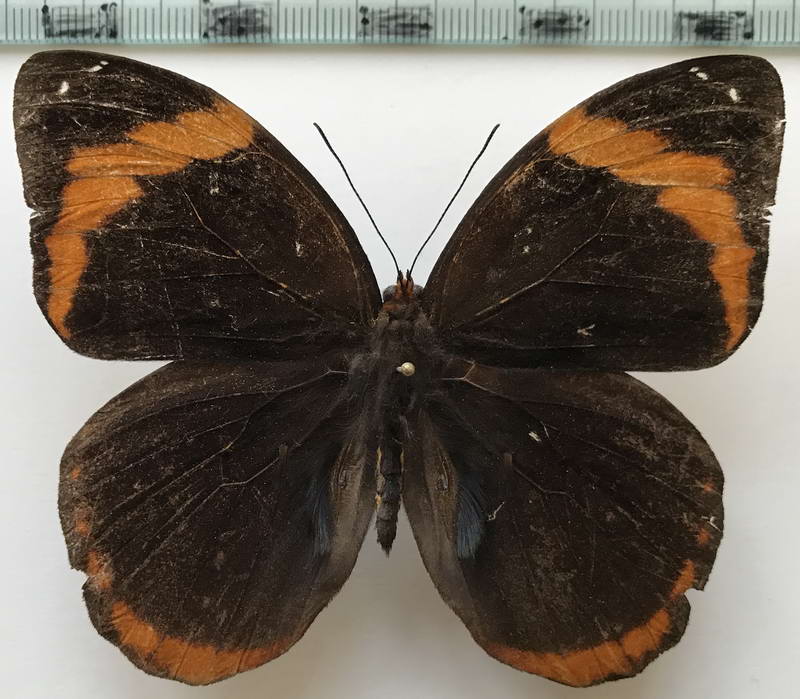  Catoblepia berecynthya midas  mâle   Stichel, 1908