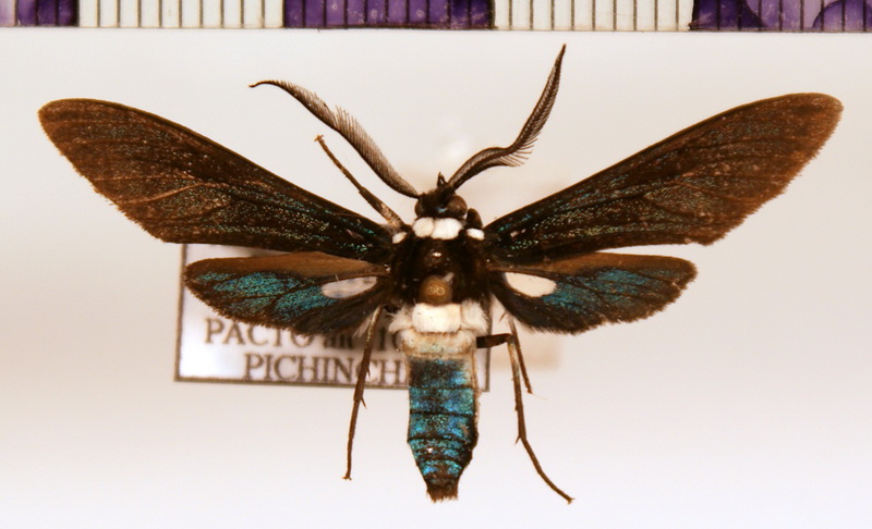 Phaio albicincta  mâle  Schaus
