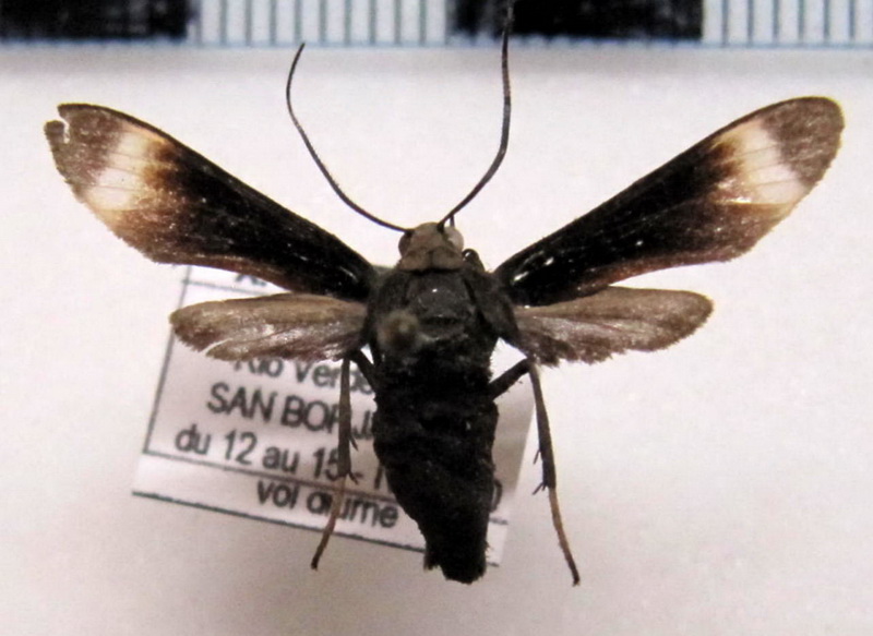  Pompiliodes sp                              