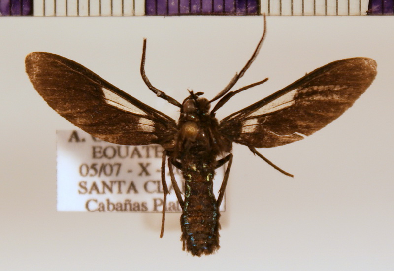 Pseudosphenoptera cocho ab. cochonula mâle Strand, 1917