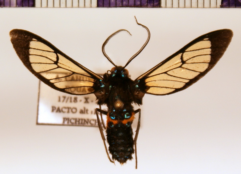Pseudosphenoptera cocho  male  Schaus