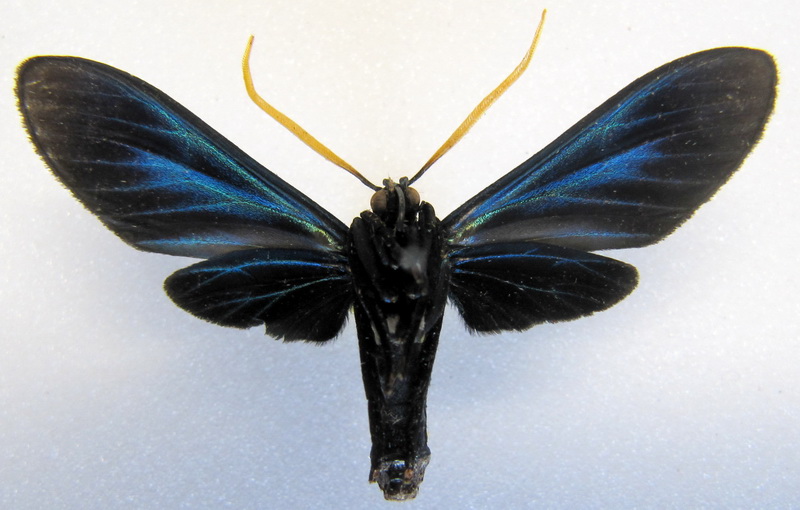   Timalus caeruleus  mâle (Hampson, 1898)                           