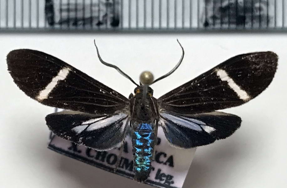  Aclytia albistriga mâle  Schaus, 1910
